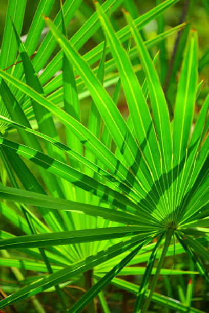 extendiendo, retroiluminado sierra palmetto frondas proyectando sombras puntiagudos entre sí - seam horizontal full frame outdoors fotografías e imágenes de stock