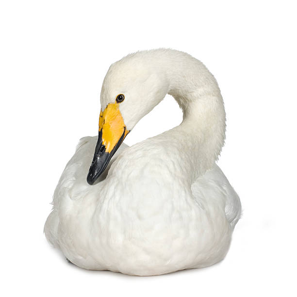 Bewick's Swan - Cygnus columbianus