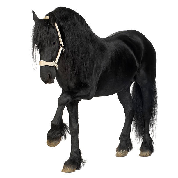 istock Friesian horse 116054753