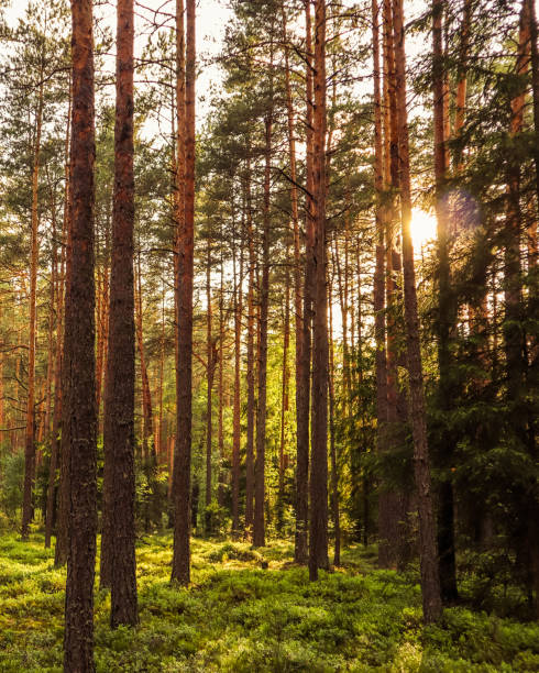 istock Sunlight on trees in a pine forest at sunset 1160548192