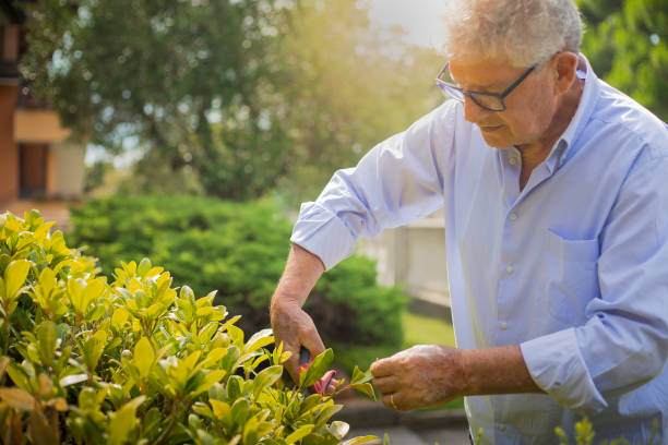 istock Older man pruning a bush on a sunny day 1160549116