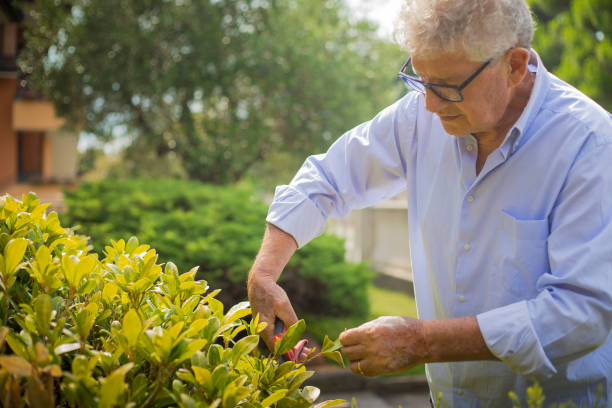 istock Older man pruning a bush on a sunny day 1160549121
