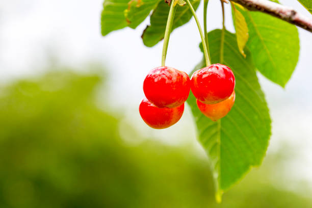 istock Ripe cherries branch with raindrops. Red berry fruit tree after rain, summer time garden background. Selective focus. 1160550849