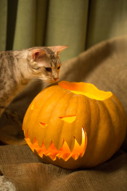 istock Curious cat trying to smell pumpkin, halloween concept. 1160551571