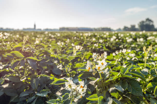 young sprout of potatoes on garden with flower at sunset or sunrise, sunlight
