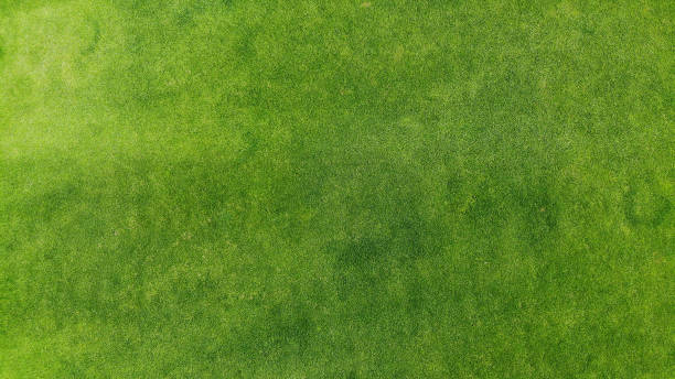 Aerial. Green grass texture background. Top view from drone. stock photo