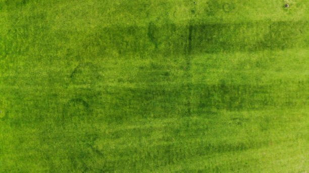 istock Aerial. Green grass texture background. Top view from drone. 1160552844