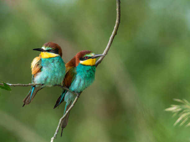 istock European bee-eater (Merops apiaster) in the nature habitat. 1160552896