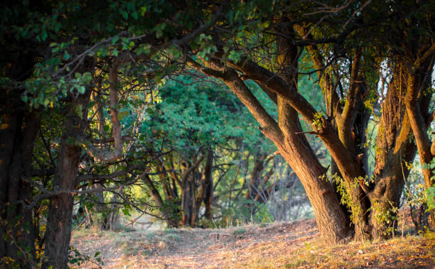 istock Wonderful landscape, evening meadow flooded with warm sunlight 1160552974