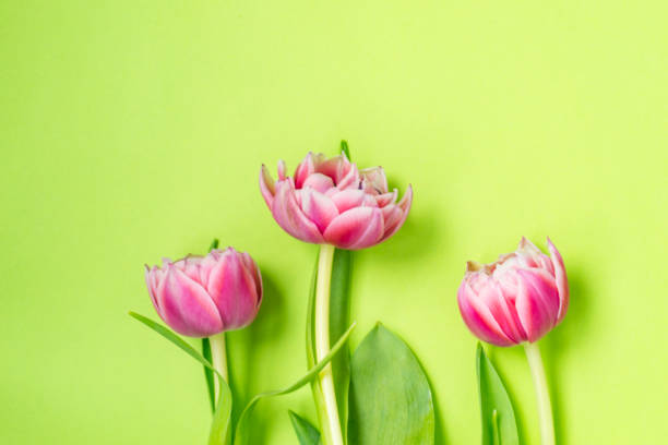 istock Three pink tulip flowers lying on a green background. 1160553198