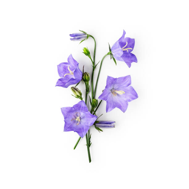 istock Blue campanula flowers, bellflowers bouquet 1160554061