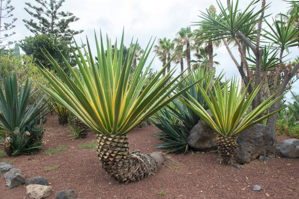 istock Garden beach, Puerto de la Cruz 1160554088
