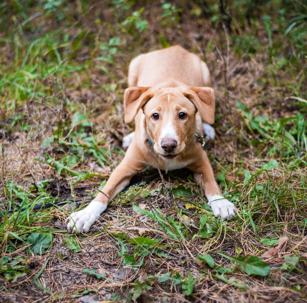 istock Jack Russell on a walk in the autumn Park 1160554150