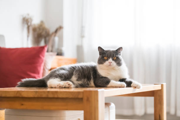 istock Cute british shorthair, indoor shot 1160554268