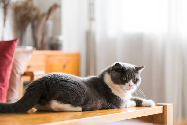 istock Cute british shorthair, indoor shot 1160554274
