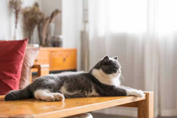 istock Cute british shorthair, indoor shot 1160554276