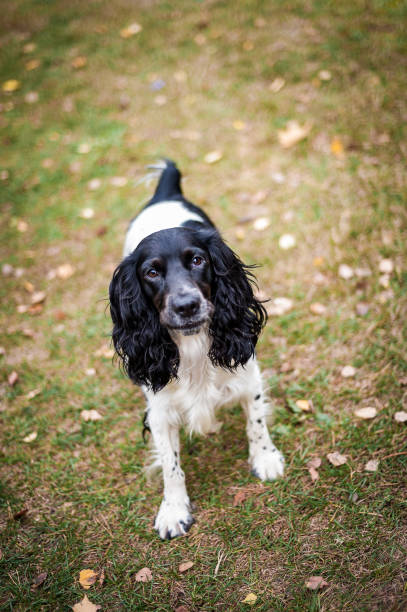 istock Russian spaniel portrait of a dog 1160554357