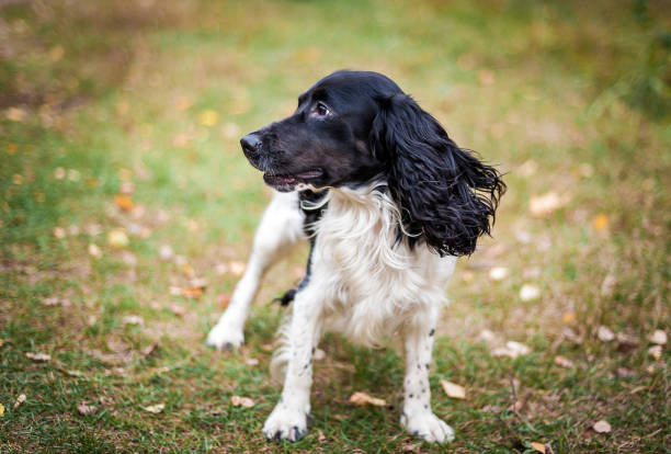 istock Russian spaniel portrait of a dog 1160554393