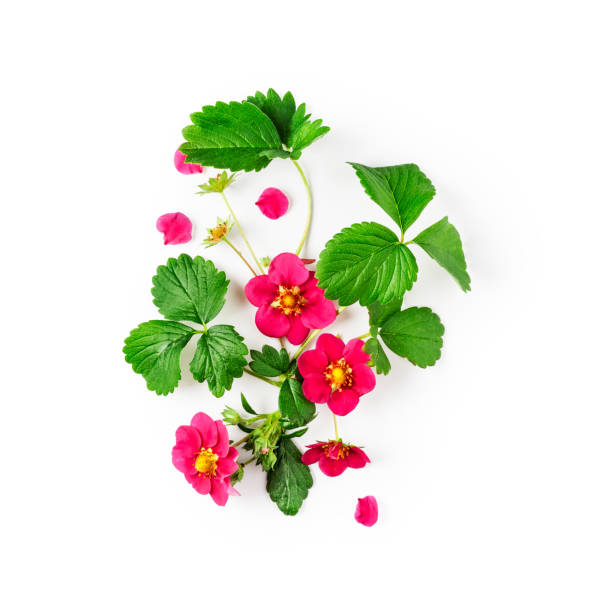 istock Strawberry flowers and leaves composition 1160554481