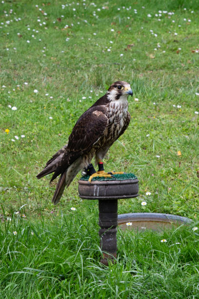 istock Portrait of a falcon 1160554598