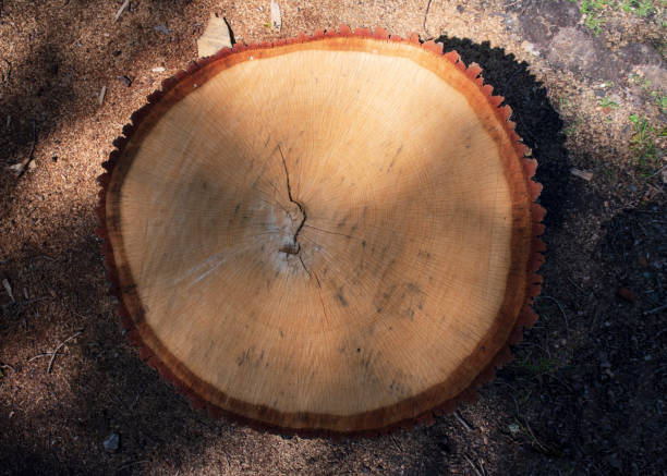 istock tree stump cut to the ground 1160554602