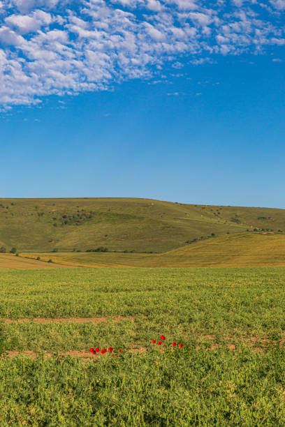 istock A Sussex Summer Scene 1160556356