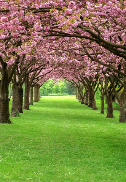istock Cherry blossom in Copenhagen 1160556552