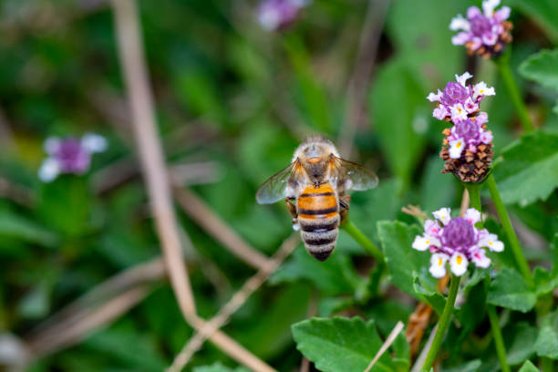 istock beautiful macro of a honeybee 1160556776