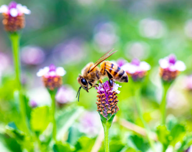 istock beautiful macro of a honeybee 1160556782