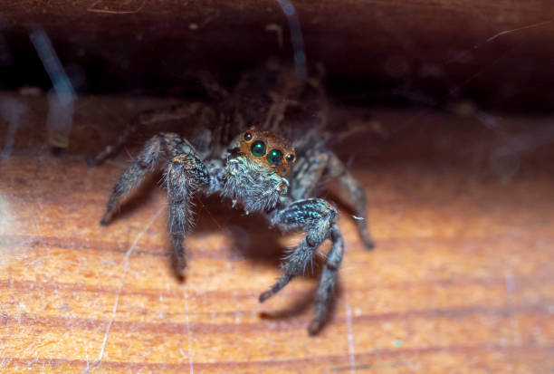 istock macro photos of cute jumping spider 1160556869