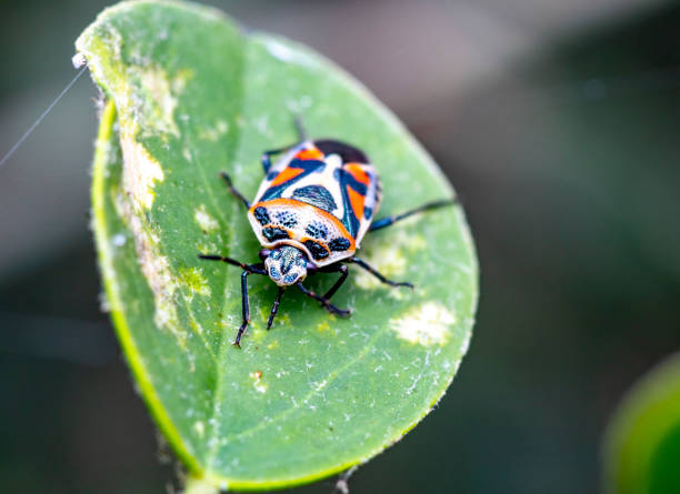 istock true bugs in northern Israel 1160557046