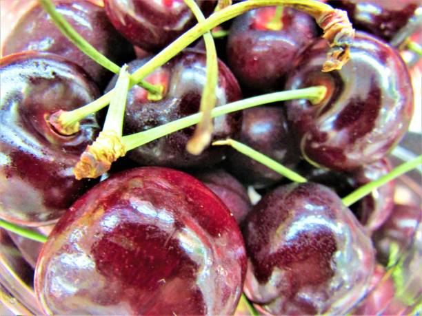 Fresh cherry. Installation. Close-up