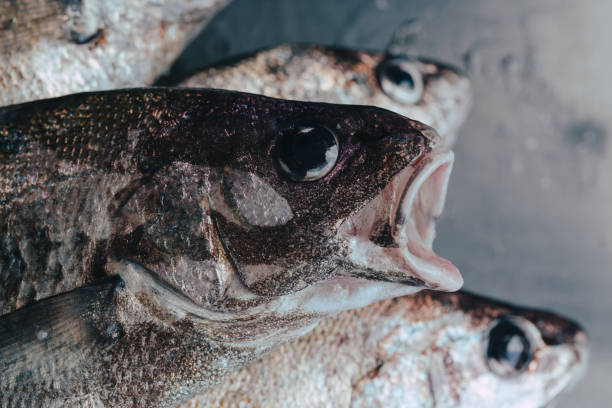 istock Fresh fish in market on dark background 1160558275