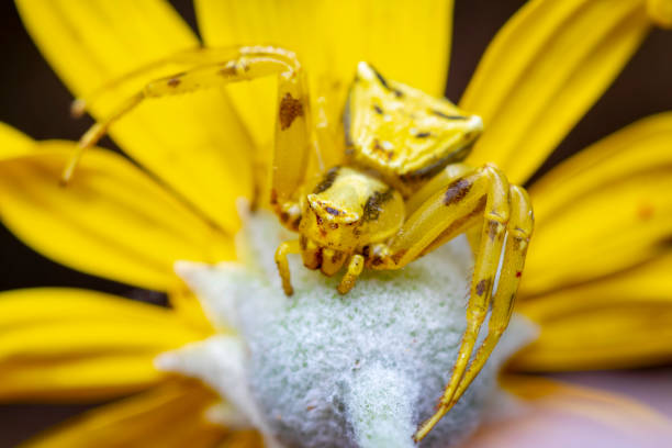a beautiful camouflaged crab spider waiting for prey