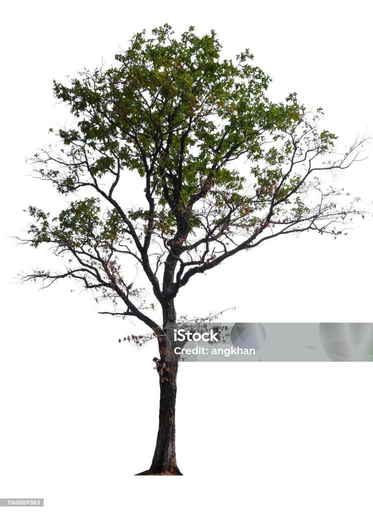 Tree Single Without Background Isolated Single Big Tree On White Background Stock Photo - Download ...
