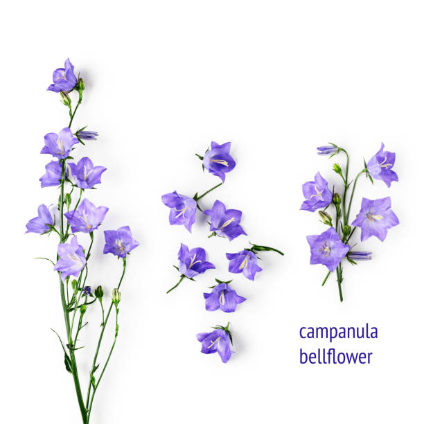 istock Blue campanula flowers, bellflowers set 1160559454