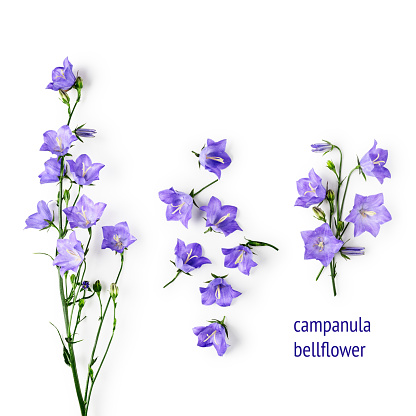 Blue bellflowers campanula flowers composition collection. Flower arrangement isolated on white background. Top view, flat lay. Floral design elements