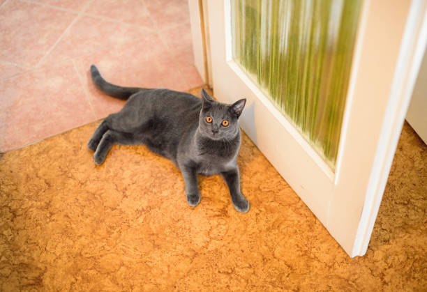 Portrait of a beautiful british shorthair cat.