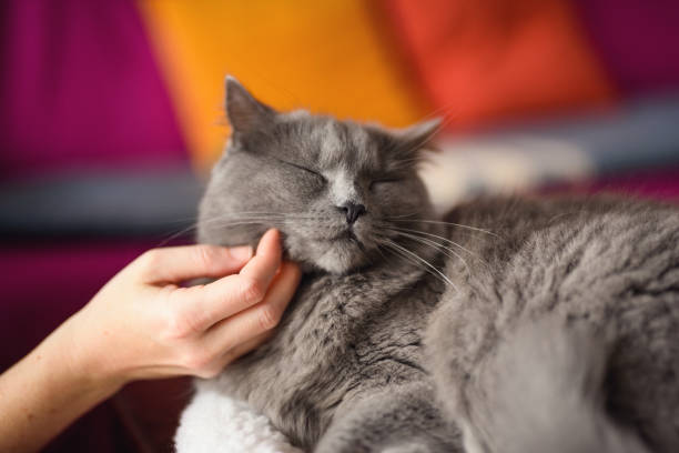 pieszczoty trzy lata stary chartreux kot - child house dog bed zdjęcia i obrazy z banku zdjęć