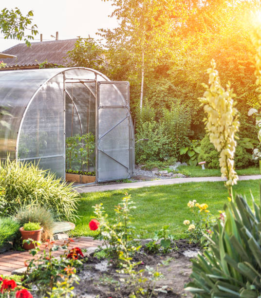 istock arched small greenhouse on private backyard with sun flare 1160561545