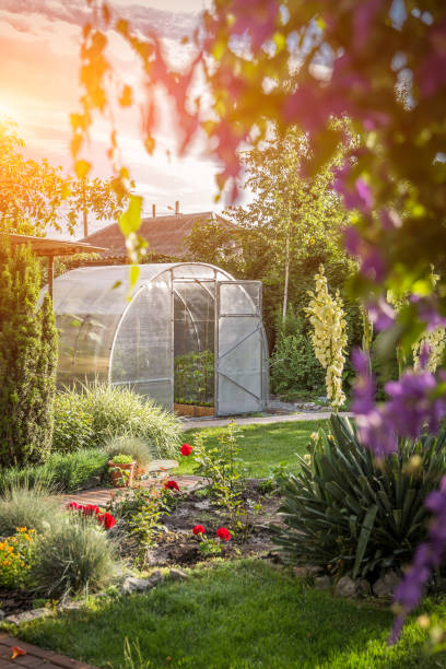 istock arched small greenhouse on private backyard with sun flare 1160561560