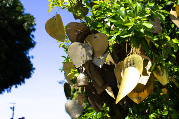 hojas doradas del árbol bodhi en el templo de buda. jangling árbol de deseos en tailandia. tradición religiosa. - jangling fotografías e imágenes de stock