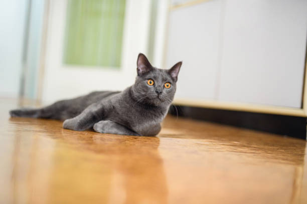 istock 9 months old Chartreux cat on the floor 1160561709