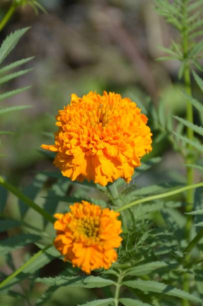 istock yellow Tagetes erecta flower in nature garden 1160561776