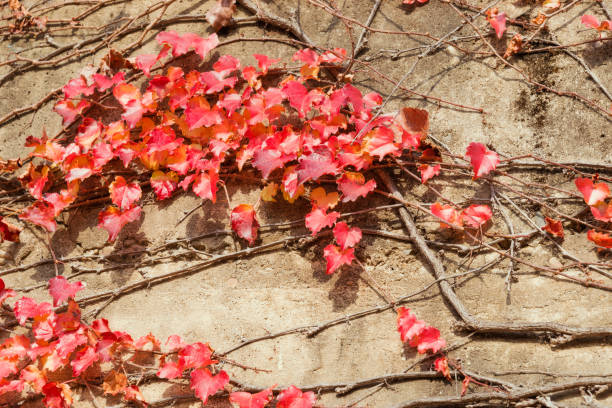 Red autumn leaves on a brown concrete wall