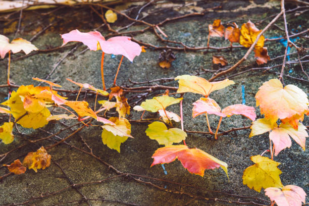 Colorful autumn leaves on a concrete wall