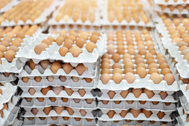 a lot of chicken eggs in special cardboard packaging, trays are on the shelf of the store. - eggs animal egg stack stacking imagens e fotografias de stock