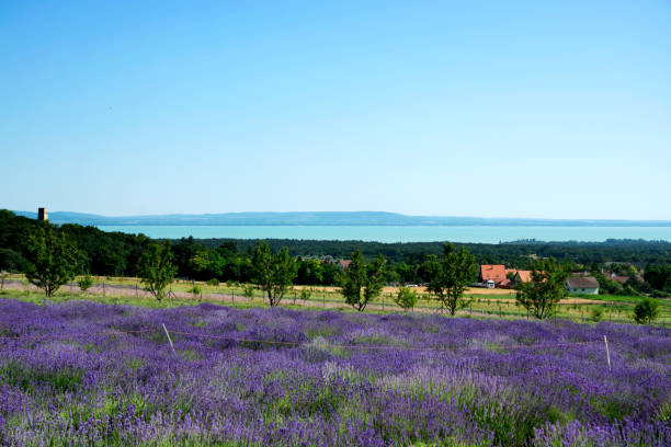 Lavender field at Lake Balaton, Hungary