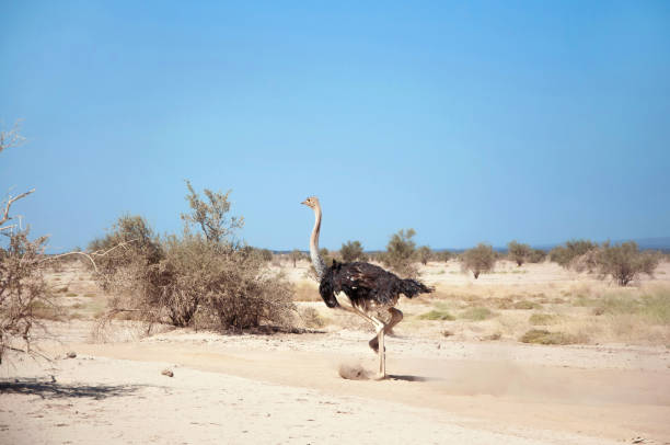Ostrich running through desert in Danakil Depression Male common ostrich (Struthio camelus) running through plain and dust clouds on the sunny day in Afar region danakil depression stock pictures, royalty-free photos & images