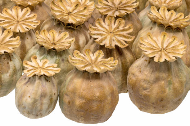 istock Ripe, dry poppy seed pods piled as background 1160564944